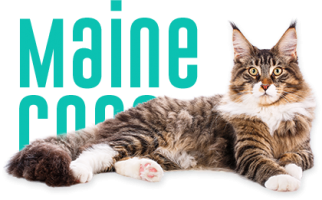 raca-maine-coon