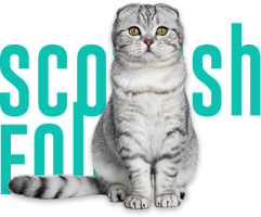 raca-scottish-fold